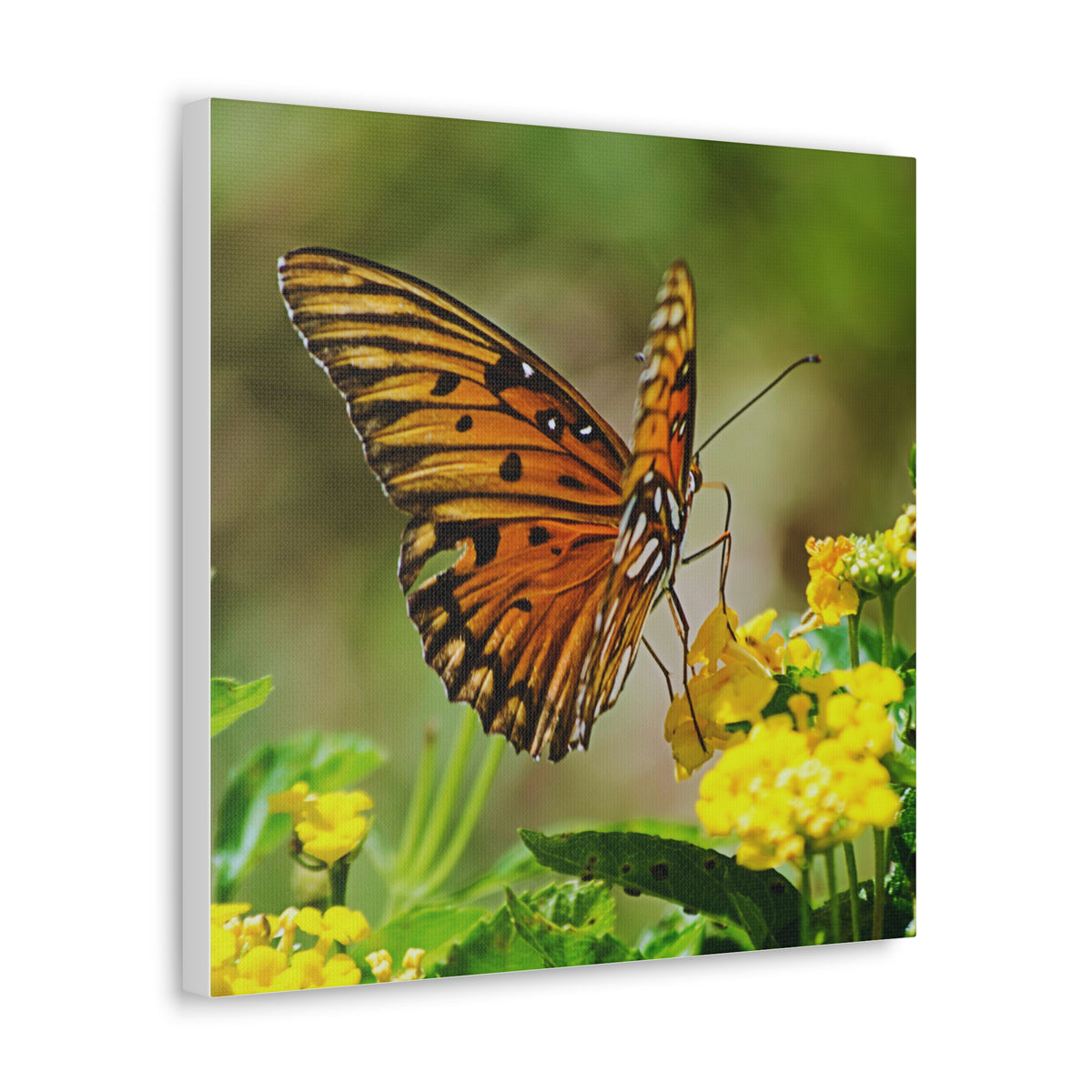 Butterfly Canvas Wall Art 4